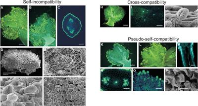 The Paradox of Self-Fertile Varieties in the Context of Self-Incompatible Genotypes in Olive